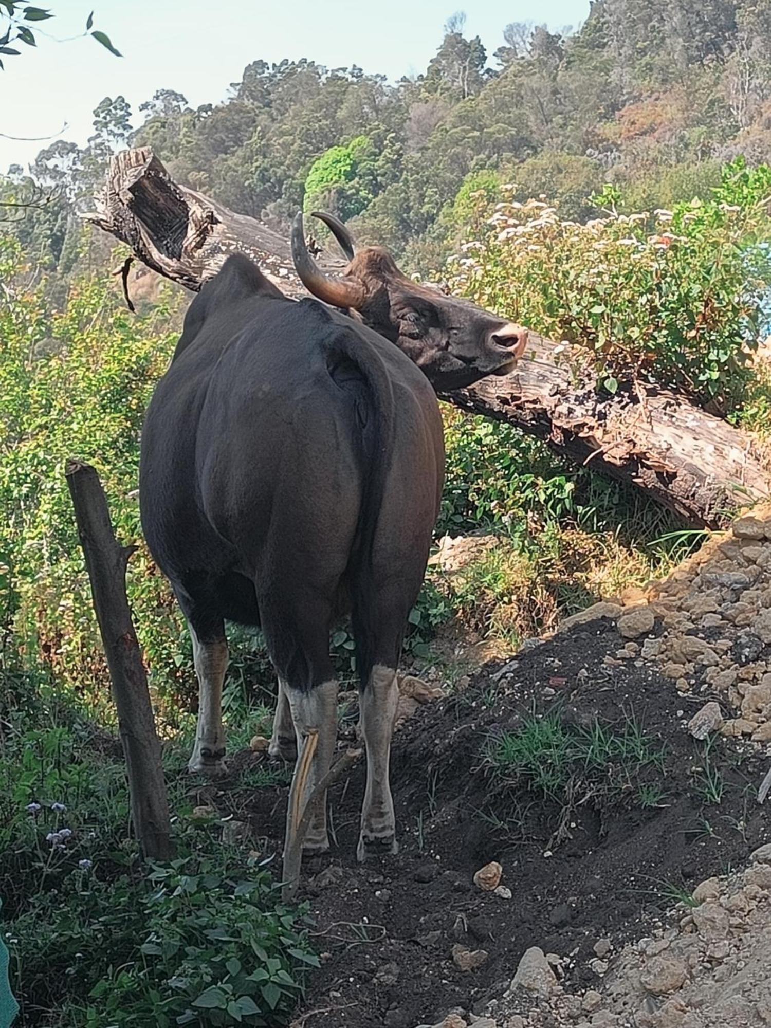 Willa Cozy Huts Kodaikanal Zewnętrze zdjęcie
